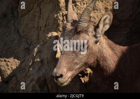 Entzückende Nahaufnahme Blick in das Gesicht eines Baby Dickhornschafs. Stockfoto