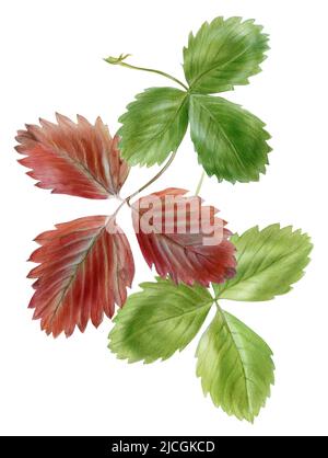 Drei Blätter Erdbeere Aquarell Illustration. Hochwertige Fotos Stockfoto
