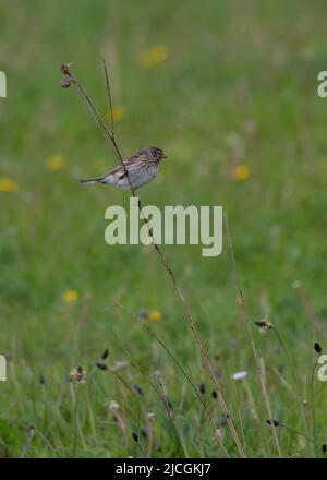 Twite (Carduelis flavirostris), Iona, Mull, Innere Hebriden, Schottland Stockfoto