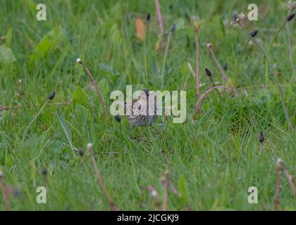 Twite (Carduelis flavirostris), Iona, Mull, Innere Hebriden, Schottland Stockfoto