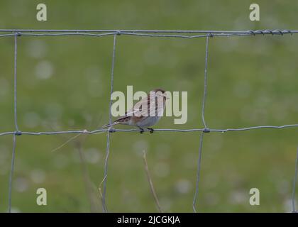 Twite (Carduelis flavirostris), Iona, Mull, Innere Hebriden, Schottland Stockfoto