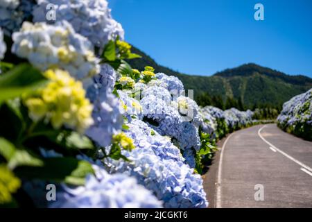 Hortensien blühen selektiv, am Straßenrand in Lagoa Sete das Cidades (Sete Cidades Lagoon). São Miguel, Azoren. Stockfoto