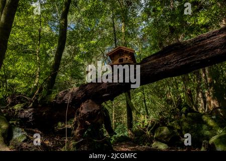 Schöne Waldlandschaft mit einem kleinen Holzhaus auf einem Stamm eines liegenden Baumes. Naturpark in Furnas - ' Lagoa das Furnas ' - São Miguel, Azoren. Stockfoto