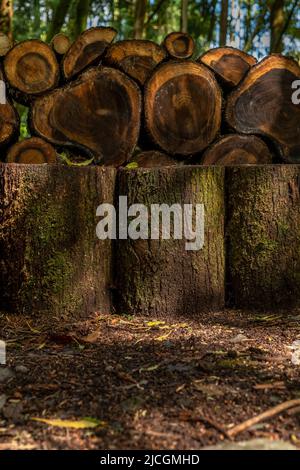 Nahaufnahme von Baumstämmen, die in der Waldlandschaft geschnitten und perfekt ausgerichtet sind. Stapel von Holzstämmen im grünen Wald in São Miguel, Azoren, Portugal ausgerichtet. Stockfoto