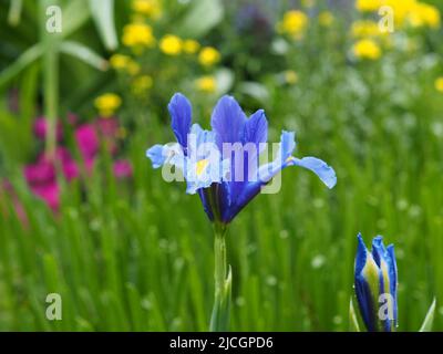 Fantastische blaue Iris im späten Frühling in einem Garten in Ottawa, Ontario, Kanada. Stockfoto