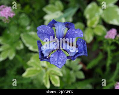 Schöne tiefblaue Iris nach einer Regendusche in einem Garten in Ottawa, Ontario, Kanada. Stockfoto