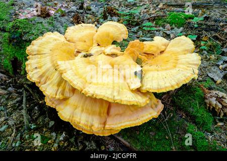 Laetiporus sulfureus ist eine Pflanzenart aus der Gattung der Halterung Pilz in Europa und Nordamerika gefunden. Den gemeinsamen Namen sind Krabben-of-the-Woods, Schwefel polypore, sulp Stockfoto