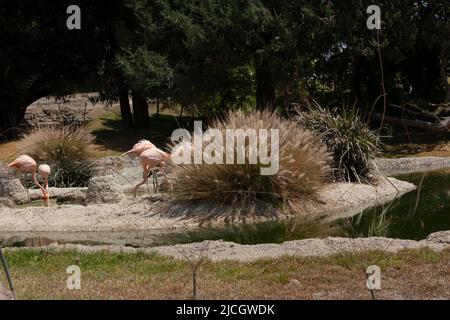 Chilenischer Flamingo: Phoenicopterus chileni exotische Vögel voller rosa und lachsfarbener Federn und sehr dünner Beine sehen im Wasserkörper majestätisch aus Stockfoto