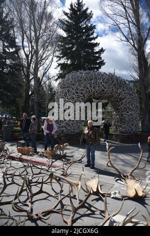 Jackson, WY. USA. 5/21/2022. Boy Scouts of America: Jährliche Auktion von Elch- und Elchgeweih plus Bisons-Schädel. Startpreis pro Pfund $18 Stockfoto