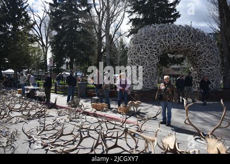 Jackson, WY. USA. 5/21/2022. Boy Scouts of America: Jährliche Auktion von Elch- und Elchgeweih plus Bisons-Schädel. Startpreis pro Pfund $18 Stockfoto