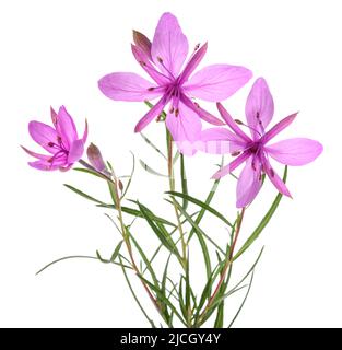 Rosa Alpine weidenröschen Blumen auf Weiß isoliert Stockfoto