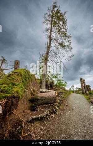 Verwüstung durch Sturm Arwen in Tarn Hows im Oktober 2021, Lake District, England Stockfoto