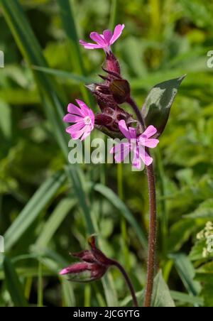 Roter Campion/Rote Catchfly (silene dioica) Stockfoto