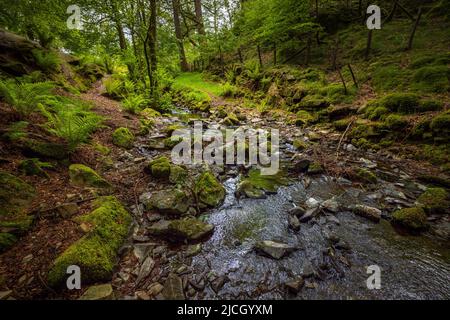 Tom Gill, der im Frühjahr von knapp unterhalb von Tarn Hows, Lake District, England, fließt Stockfoto