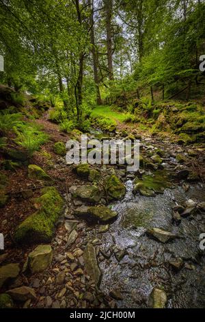 Tom Gill, der im Frühjahr von knapp unterhalb von Tarn Hows, Lake District, England, fließt Stockfoto