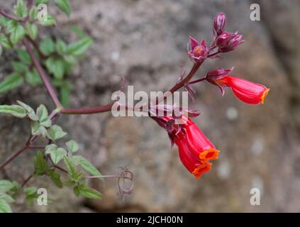 Chilenische Rebe (eccremocarpus scaber) Stockfoto