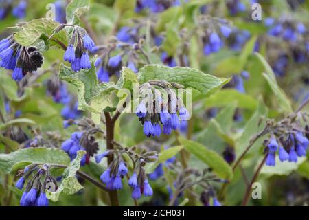 Frühling mit wunderschönen blühenden blauen Wildblumen, die in der Natur blühen. Stockfoto