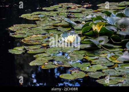 Wasserlilien treiben auf einem Gartenteich Stockfoto