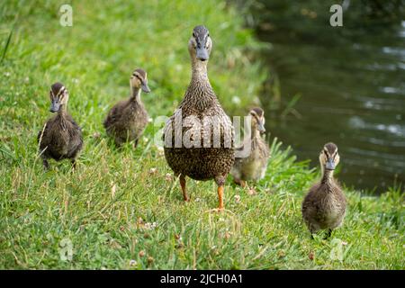 Ente mit vier Enten, die auf Gras neben Wasser laufen Stockfoto