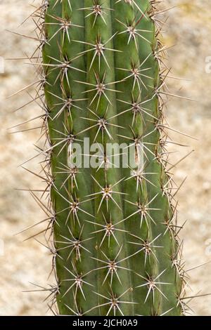 Nahaufnahme eines Kaktus Stockfoto