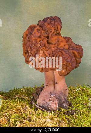 Gyromitra esculenta, auch als falsche Morelle bekannt, und ist ein giftiger, nicht kieferbarer Pilz. Stockfoto