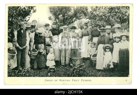 Die ursprüngliche Postkarte aus der Edwardianischen Zeit zeigt eine Gruppe von Kentish Obstpflückern, Kirschen pflücken, arme Arbeiter, an einem Arbeitsurlaub, viktorianische Hopfenpflücker, viktorianische Arbeiterfamilien. Arbeitsklassen. CA. 1904, Kent, England, Großbritannien Stockfoto