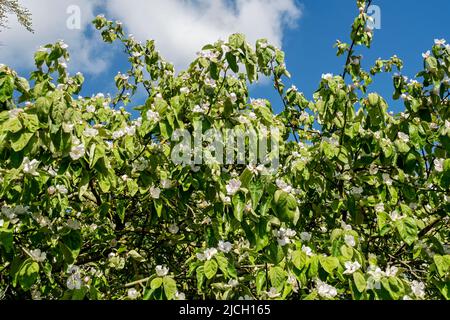 Weiße Blüte des Quitten-Baumes 'Champion' Cydonia oblonga blüht im Frühjahr England Vereinigtes Königreich GB Großbritannien Stockfoto