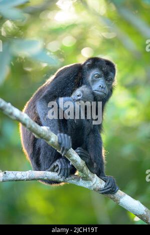 Ein munter Brüllaffe mit Baby im Tiefland-Regenwald von Panama Stockfoto