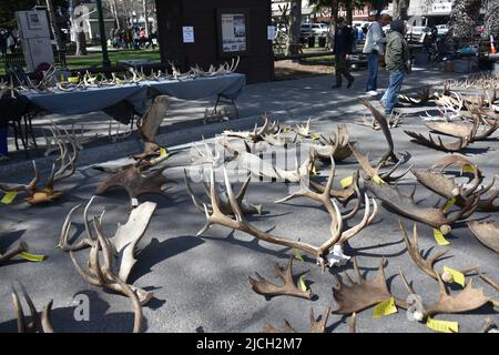 Jackson, WY. USA. 5/21/2022. Boy Scouts of America: Jährliche Auktion von Elch- und Elchgeweih plus Bisons-Schädel. Startpreis pro Pfund $18 Stockfoto