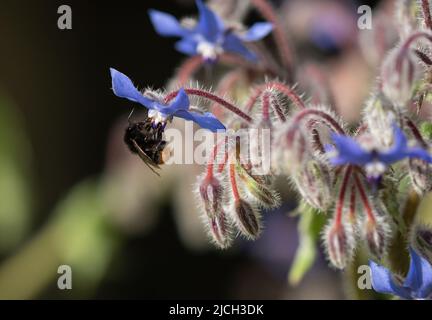 Borretschblumen ziehen Bienen im Kräutergarten an Stockfoto