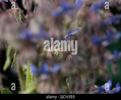 Borretschblumen ziehen Bienen im Kräutergarten an Stockfoto