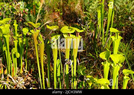 Yellow Pitcher Plant, Sarracenia flava, eine fleischfressende Pflanze, die Insekten in ihren kannenähnlichen Blättern einfängt und verdaut. Stockfoto