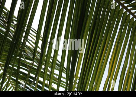 Palmenschatten Stockfoto