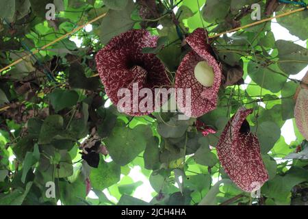 Aristolochia Gigantea - Brazilian Dutchmans Pipe Stockfoto