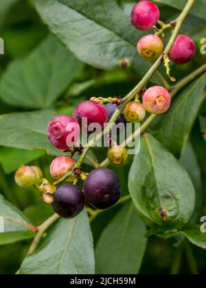 Heidelbeeren, noch auf der Pflanze, in verschiedenen Stadien der Reife, von unreif bis reif Stockfoto