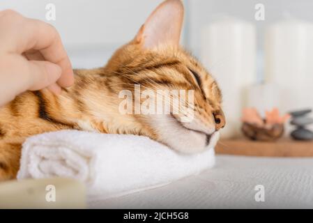 Eine Frau massiert den Körper und die Schnauze einer Katze. Spa Stillleben mit Duftkerzen, Blumen und Handtuch. Stockfoto