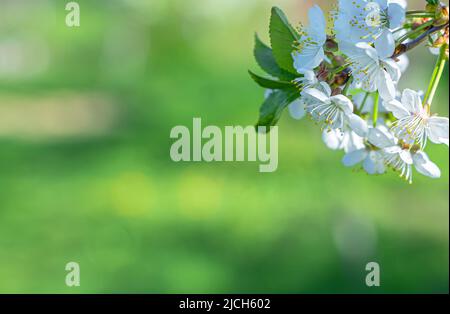 Blühende Zweige eines Obstbaums auf einem Hintergrund von Grün im Sonnenlicht. Stockfoto