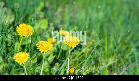 Der Dandelion auf der Wiese im Sonnenlicht und Blendung. Seitenansicht, horizontal. Stockfoto