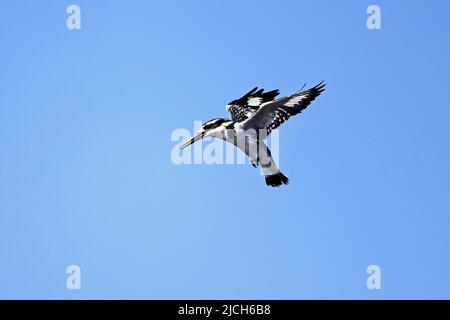 Der Pied Kingfisher schwebt über dem Chobe River Botswana Stockfoto