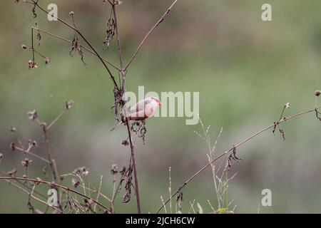 Gewöhnliche Wachselschnabel, die auf der Suche nach Nahrung im Gras am Ufer eines Flusses sind Stockfoto