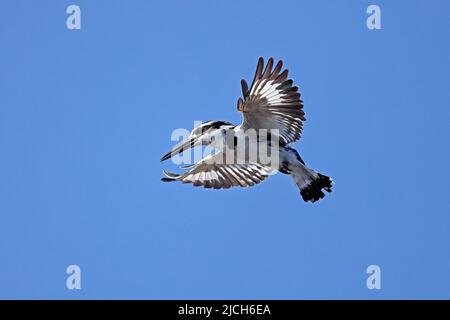 Der Pied Kingfisher schwebt über dem Chobe River Botswana Stockfoto