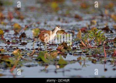 Juvenile afrikanische Jacana am Chobe River Botswana Stockfoto