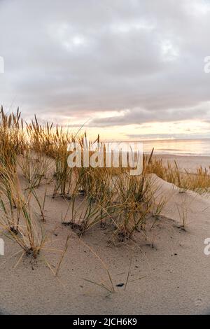 Hohe Dünen mit Dünengras und einem breiten Strand darunter Stockfoto