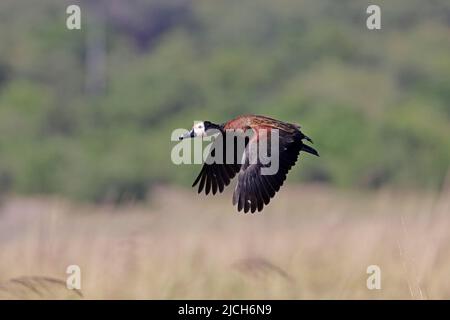 Weiße Pfeifente im Flug Chobe River Botswana Stockfoto