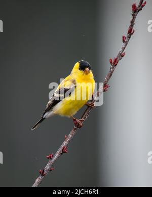 Nahaufnahme eines Goldfinkenvogels, der im Frühjahr auf einem Ast sitzt. Stockfoto