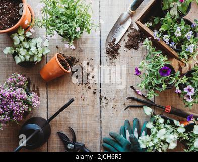 Draufsicht auf Blumen in Töpfen mit Gartengeräten auf Holztisch. Stockfoto