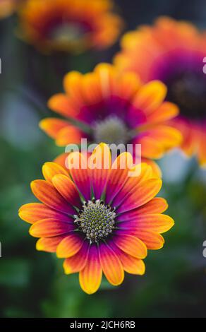 Nahaufnahme der bunten osteospermum Gänseblümchen in voller Blüte. Stockfoto