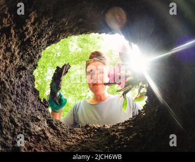 Frau, die eine Blume aus dem Boden gesäumt Loch gepflanzt. Stockfoto