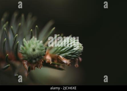 Nahaufnahme des neuen Nadelwachstums an den Spitzen des immergrünen Baumes. Stockfoto