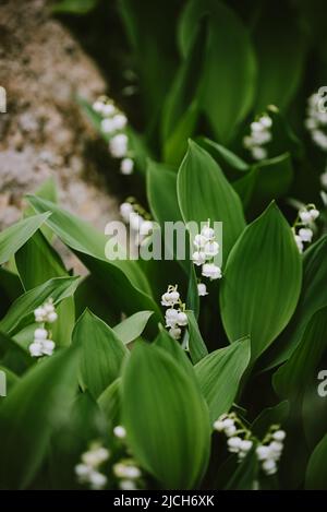 Nahaufnahme von winzigen Maiglöckchen Blüten, die im Frühling blühen. Stockfoto